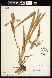Iris virginica image