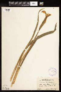 Iris virginica image