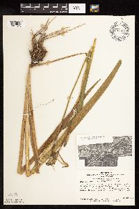 Iris virginica image