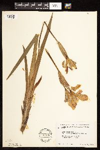 Iris virginica image