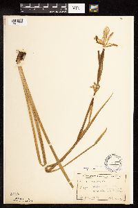 Iris virginica image