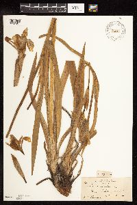 Iris virginica image