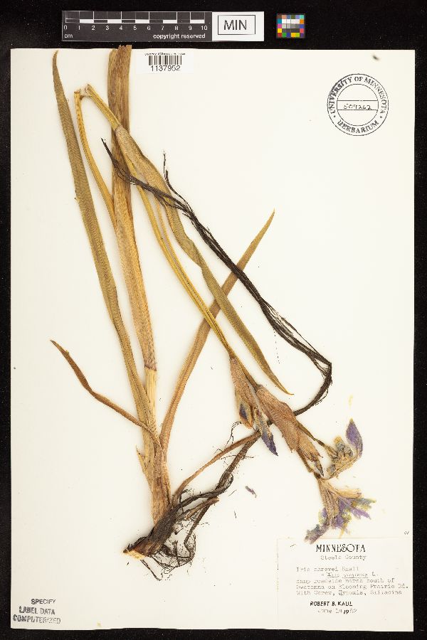 Iris virginica image