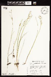 Image of Juncus alpinoarticulatus