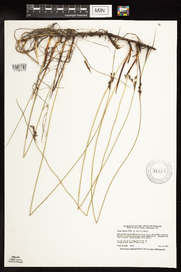 Smilax tamnoides image