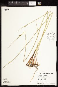 Juncus arcticus image