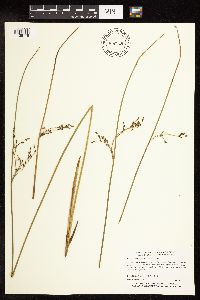 Juncus arcticus image