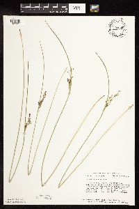 Juncus arcticus image