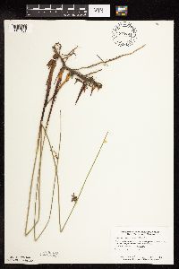 Juncus arcticus image