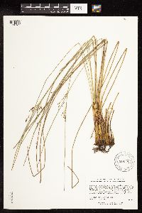 Juncus arcticus image