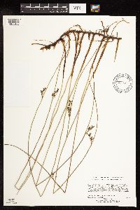 Juncus arcticus image