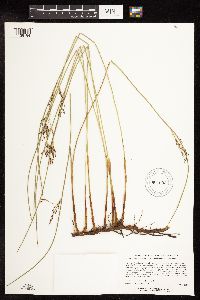 Juncus arcticus image