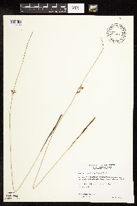 Juncus arcticus image