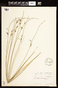 Juncus arcticus image