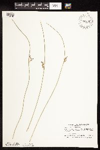 Juncus arcticus image