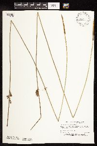 Juncus arcticus image