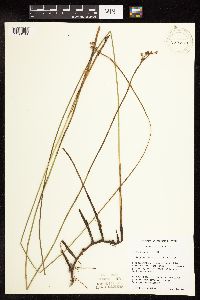 Juncus arcticus image