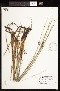 Juncus arcticus image