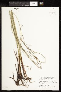 Juncus arcticus image