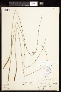 Juncus arcticus image