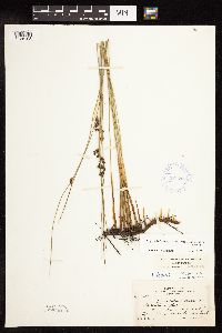 Juncus arcticus image