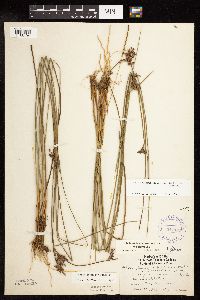Juncus arcticus image