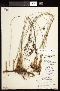 Juncus arcticus image