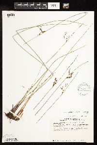 Juncus arcticus image