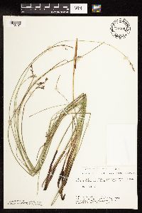 Juncus arcticus var. balticus image