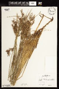 Juncus arcticus var. balticus image