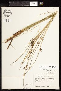 Juncus arcticus var. balticus image