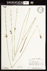 Juncus arcticus var. balticus image