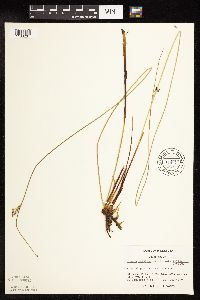 Juncus arcticus var. balticus image