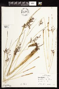 Juncus arcticus var. balticus image