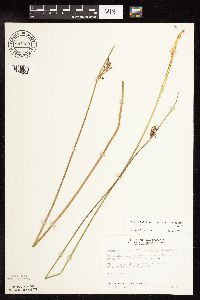 Juncus arcticus var. balticus image