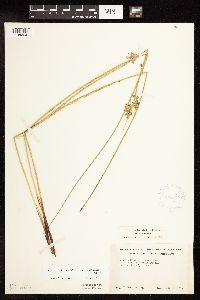 Juncus arcticus var. balticus image