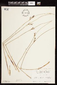 Juncus arcticus var. balticus image