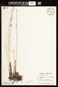 Juncus arcticus var. balticus image