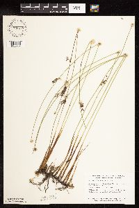 Juncus arcticus var. balticus image