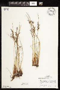 Juncus arcticus var. balticus image