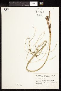 Juncus arcticus var. balticus image
