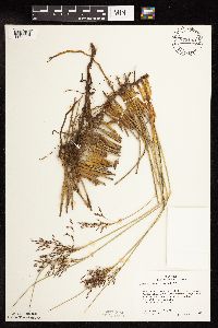 Juncus arcticus var. balticus image