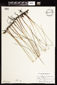 Juncus arcticus var. balticus image