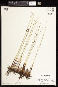 Juncus arcticus var. balticus image