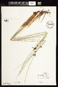 Juncus arcticus var. balticus image