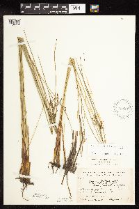 Juncus arcticus var. balticus image