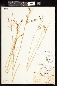 Juncus arcticus var. balticus image