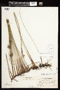 Juncus arcticus var. balticus image