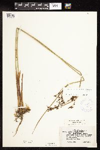 Juncus arcticus var. balticus image