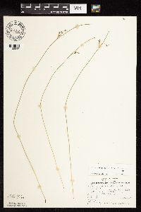 Juncus arcticus var. balticus image
